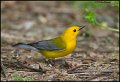 _0SB9417 prothonotary warbler
